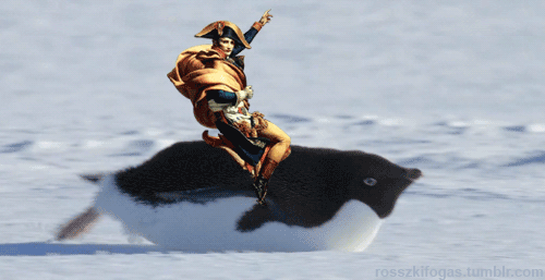 Napleon reitet auf einem Pinguin.